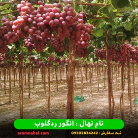 تصویر نهال انگور ردگلوب (کشت بافت) ا Red Globe Grape Seedling Red Globe Grape Seedling