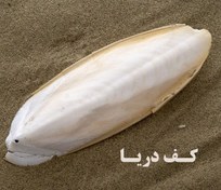 تصویر کف دریا پرنده 