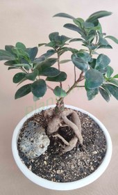 تصویر بونسای جنسینگ گلدان سرامیکی 