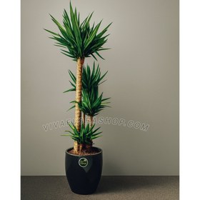 تصویر گیاه یوکا با گلدان پلیمر 