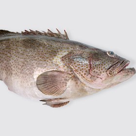 تصویر ماهی هامور 