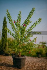 تصویر گل کاغذی مصری 