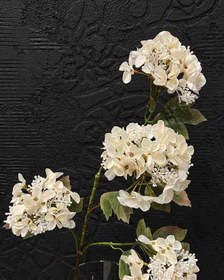 تصویر گل اورتانزا 