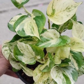 تصویر پتوس منجولا 