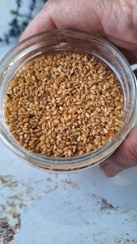 تصویر کنجد تفت داده بدون پوست محلی خوزستان 