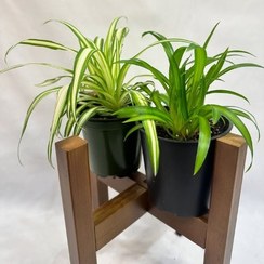 تصویر گیاه گندمی برای بهبود فضای داخلی مراکز خرید 