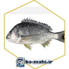 تصویر ماهی شانگ هور 