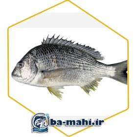 تصویر ماهی شانگ هور 