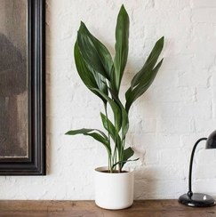 تصویر برگ عبایی مناسب برای تزئین فضای داخلی فروشگاه‌ها 