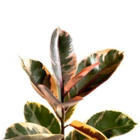 تصویر فیکوس شرابی گلآرون 