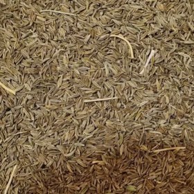 تصویر زیره سبز عمده 