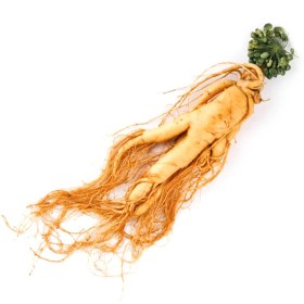 تصویر جنسینگ سفید White ginseng