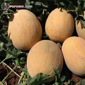 تصویر بذر خربزه آناناسی 