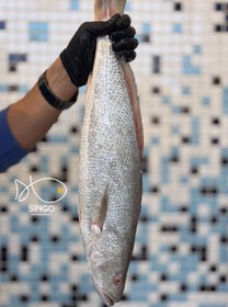 تصویر ماهی شوریده Tigertooth croaker