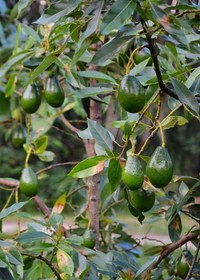 تصویر نهال آووکادو پیوندی ۲ ساله Grafted avocado plant