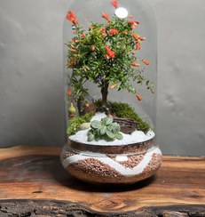 تصویر تراریوم بنسای انار طرح دات موج 