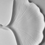 تصویر بیس خام برگ جینگو 