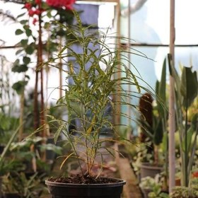 تصویر ارسال گل آکوبا 6612 