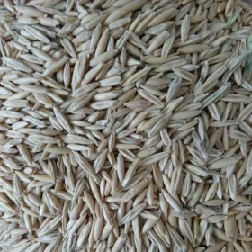 تصویر جو سیاه 100 گرمی 