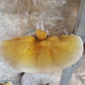 تصویر کمپوست آماده قارچ گانودرما زرد Compost ready ganoderma yellow mushroom