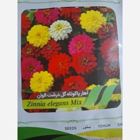 تصویر بذز گل آهار پاکوتاه الوان گل درشت 