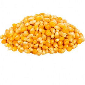 تصویر ذرت خام ممتاز 