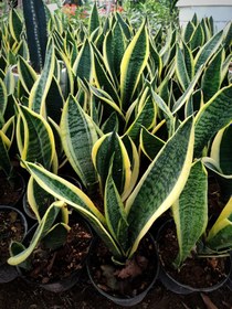 تصویر گیاه سانسوریا کرواتی Sansevieria 