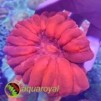 تصویر سینارینا قرمز جیغ Red Cynarina Coral 