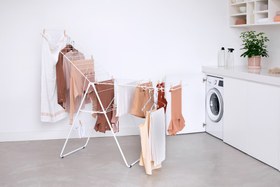 تصویر بندرخت 25 متری سفید برابانتیا 