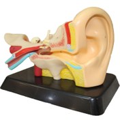 تصویر بازی آموزشی طرح آناتومی گوش 