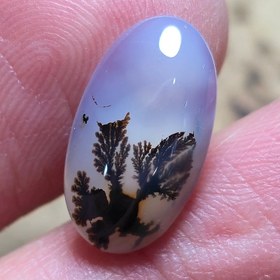 تصویر شجر قائن واضح زیبا 