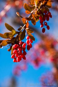 تصویر زرشک پفکی درجه یک barberry