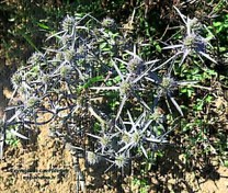 تصویر بذر چوچاق ، زولنگ Eryngium caeruleum 