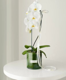 تصویر گلدان شیشه ای ارکیده سفید 