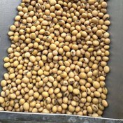 تصویر بذر سویا برای یک هکتار 