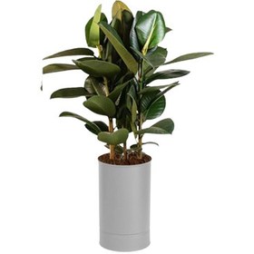 تصویر گلدان فیکوس سبز 