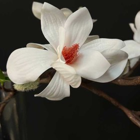 تصویر گل مگنولیا وارداتی-m02 