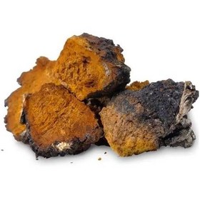 تصویر قارچ چاگا 