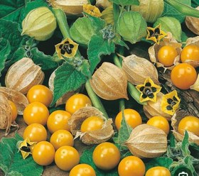 تصویر نشا فیسالیس خوراکی Physalis peruviana