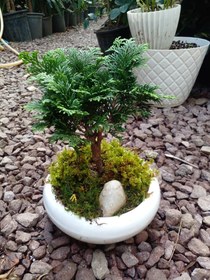 تصویر بنسای نانا 