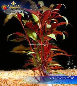 تصویر گیاه آلترنانترا رینکی قرمز مینی کد 640 Aquarium Plant Alternanthera reineckii mini