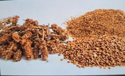 تصویر سماق قهوه ایی Rhus coriaria