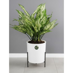 تصویر گیاه آگلونما برفی با گلدان سرامیک پایه دار 