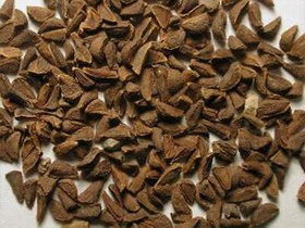 تصویر اسپند 