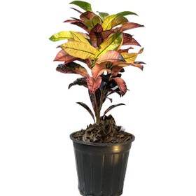 تصویر کروتون 