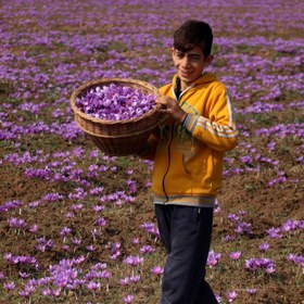 تصویر زعفران ممتاز قائنات 1 مثقالی پک 100 عددی (فروش ویژه) با تضمین کیفیت | زعفران سرگل ممتاز قائنات 100 مثقالی معادل 460 گرم عرضه مستقیم زعفران قائنات | زعفران اصل | خالص | زعفران صادراتی | زعفرون | زعفران طبیعی | زعفران باکیفیت | زعفران برند | نگین زعفران | زعفران سرگل | زعفران امسالی | ممتاز | زعفران عمده | زعفران فله | iranian saffron | best saffron | pure saffron 