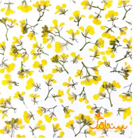 تصویر گل خاکِشیر (۱۰ عددی) 