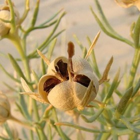 تصویر اسپند 100گرمی 