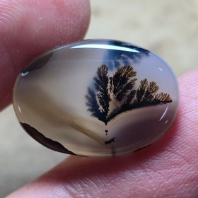 تصویر شجر قائن 