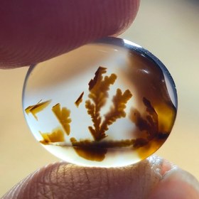 تصویر شجر قائن زیبا خاص. 